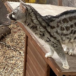 Rusty Spotted Genet? - ARK Wildlife Park