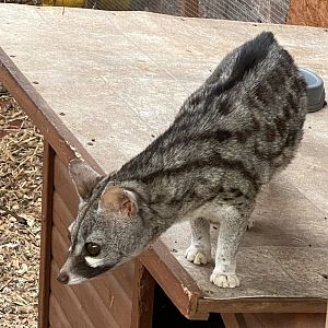 Rusty Spotted Genet? - ARK Wildlife Park