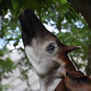 Okapi
