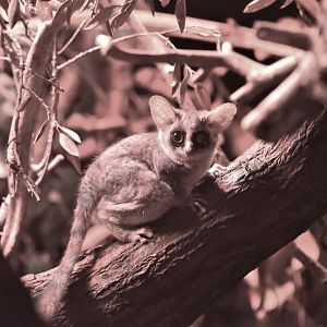 Moholi bushbaby