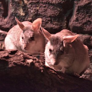 Malagasy giant jumping rat