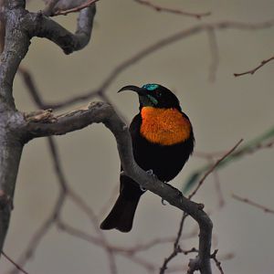 Scarlet-chested sunbird