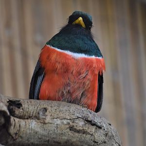 Collared trogon