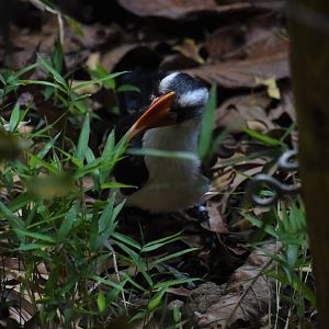 Von der Decken's hornbill