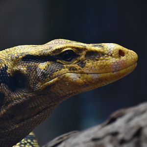 Mindanao water monitor