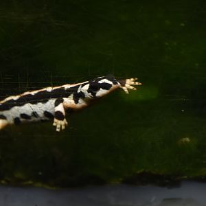 Kaiser's spotted newt