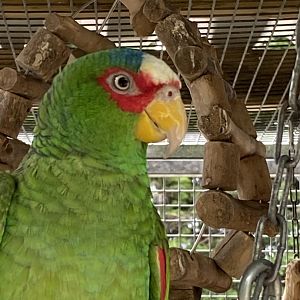 Parrot ID? - Lincolnshire wildlife park