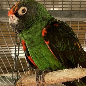 Parrot ID? - Lincolnshire wildlife park