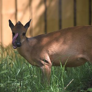 Red duiker