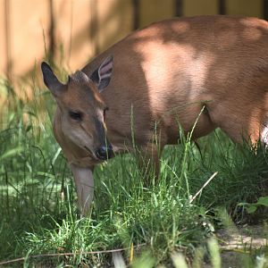 Red duiker
