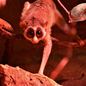 Grey slender loris