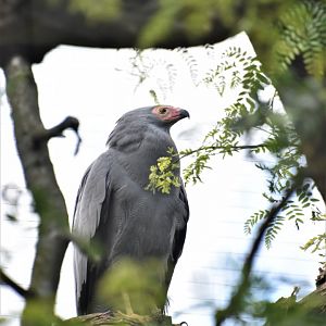 African harrier hawk