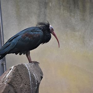 Northern bald ibis