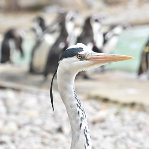 Heron and pugnacious penguins