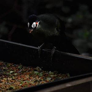 Hartlaub's turaco