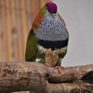 Superb fruit dove