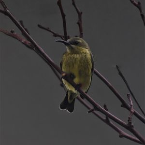 Last Splendid sunbird in captivity?