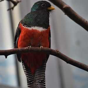 Collared trogon