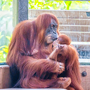 Sekali the female Sumatran Orangutan and her son