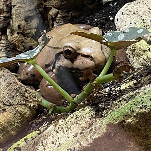 Smoky jungle frog? - Lincolnshire Wildlife Park