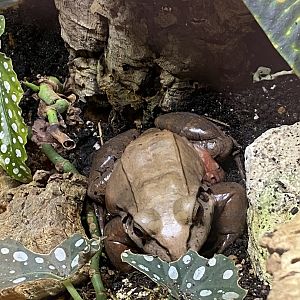 Smoky jungle frog? - Lincolnshire Wildlife Park