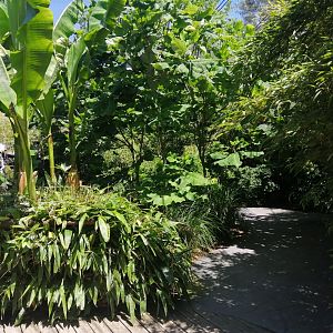 Jungle Aviary (Species list in comment)