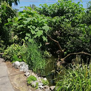 Jungle Aviary (Species list in comment)