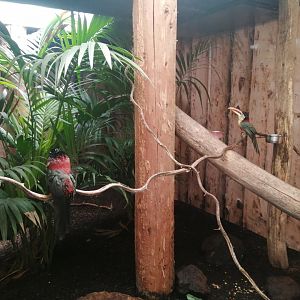 Jungle Aviary - Curl-crested Aracari