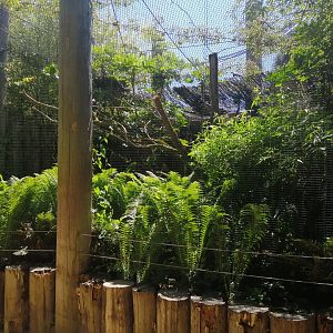 Jungle Aviary - Andean Cock-of-the-rock