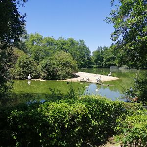 Dalmatian Pelican Pond
