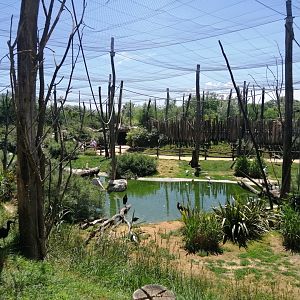 African Aviary (Species list in comment)