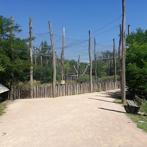 Africa - Secretarybird avary