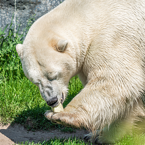 Hudson the male Polar Bear