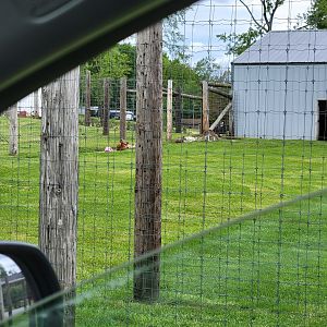 Hovatter's - Red kangaroos visible from side of main road, not in zoo