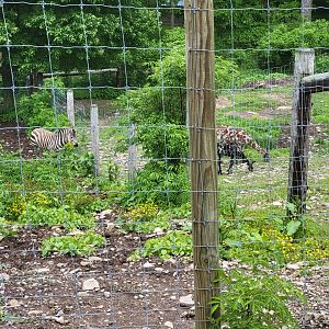 Hovatter's - Zebra, llamas in yard betewen zoo and main road, not in zoo