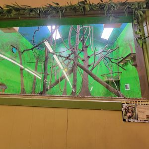 Hovatter's - Hoffman's sloth, squirrel monkeys