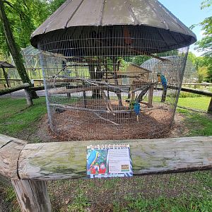 Hovatter's - Various macaws