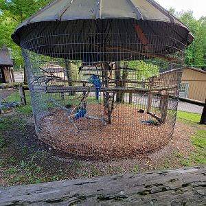 Hovatter's - Various macaws