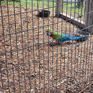 Hovatter's - Various macaws