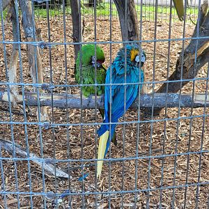 Hovatter's - Various macaws
