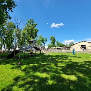 Hovatter's - Goats & tortoises