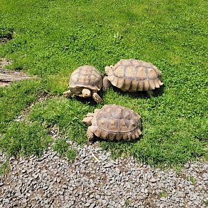 Hovatter's - Tortoises