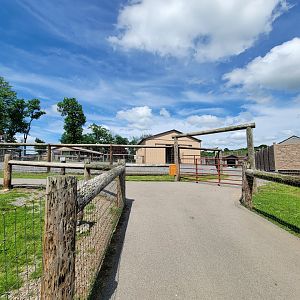 Hovatter's - Giraffes