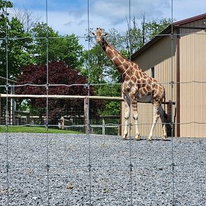 Hovatter's - Giraffe
