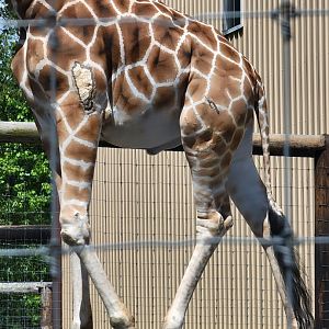 Hovatter's - Visible injuries