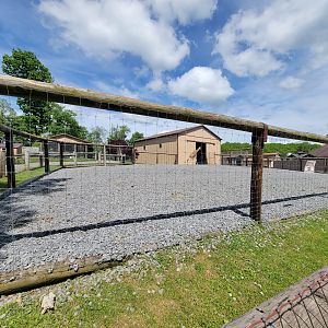 Hovatter's - Giraffes