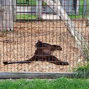 Hovatter's - Leopard, black