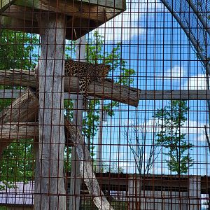 Hovatter's - Leopard, "African spotted"