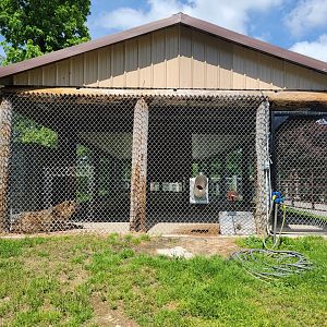 Hovatter's - Spotted hyenas