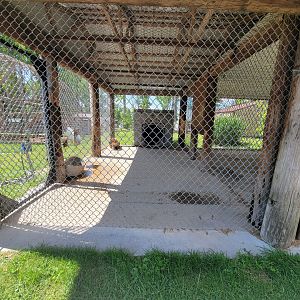 Hovatter's - Spotted hyenas